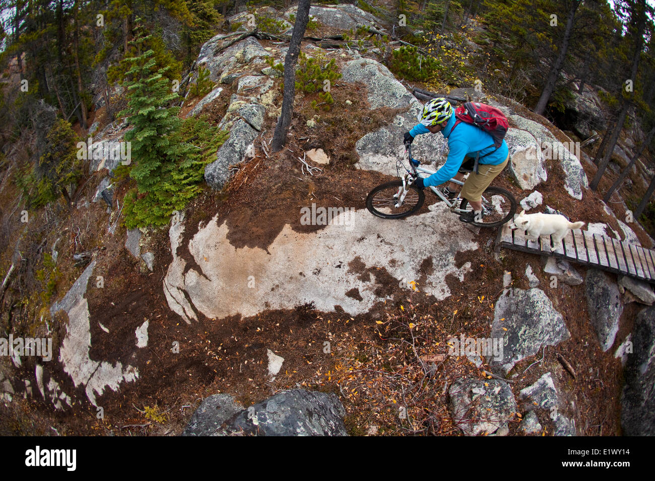 Un maschio di mountain biker giostre incredibili sentieri di Carcross, Yukon durante i colori dell'autunno. Foto Stock