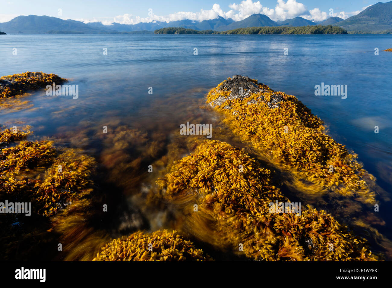 Kelp oscilla nella corrente di marea intorno Dodd isola in rotta Isola Gruppo Barkley Sound Vancouver Island British Columbia Foto Stock