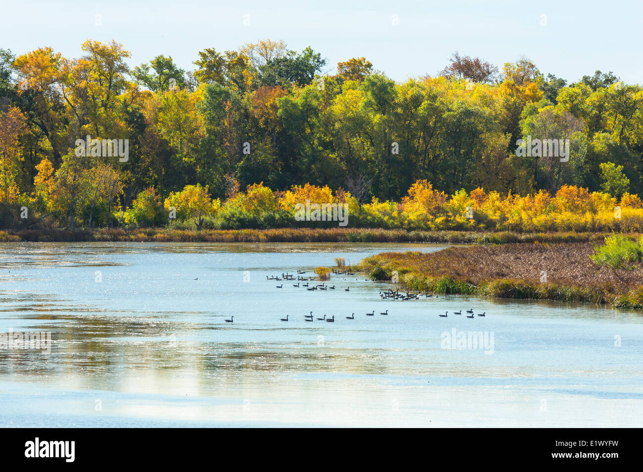 Oche del Canada nel lago, Morris, Manitoba Canada Foto Stock