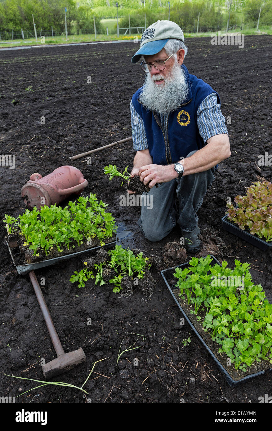 La British Columbia, Canada, razione di BE riesce Co-op, Cavallo Lago Azienda Agricola Comunitaria Co-op, agricoltori, agricoltura, giardino, giardinaggio, Foto Stock