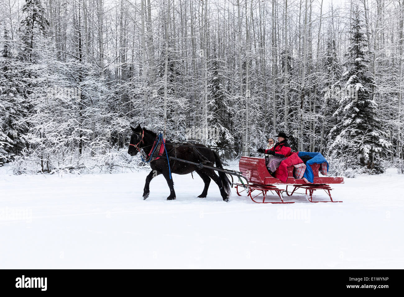 Canada, British Columbia, Cariboo Chilcotin regione, Sleigh Ride, Natale Sleigh Ride, inverno inverno Sleigh Ride, Foto Stock