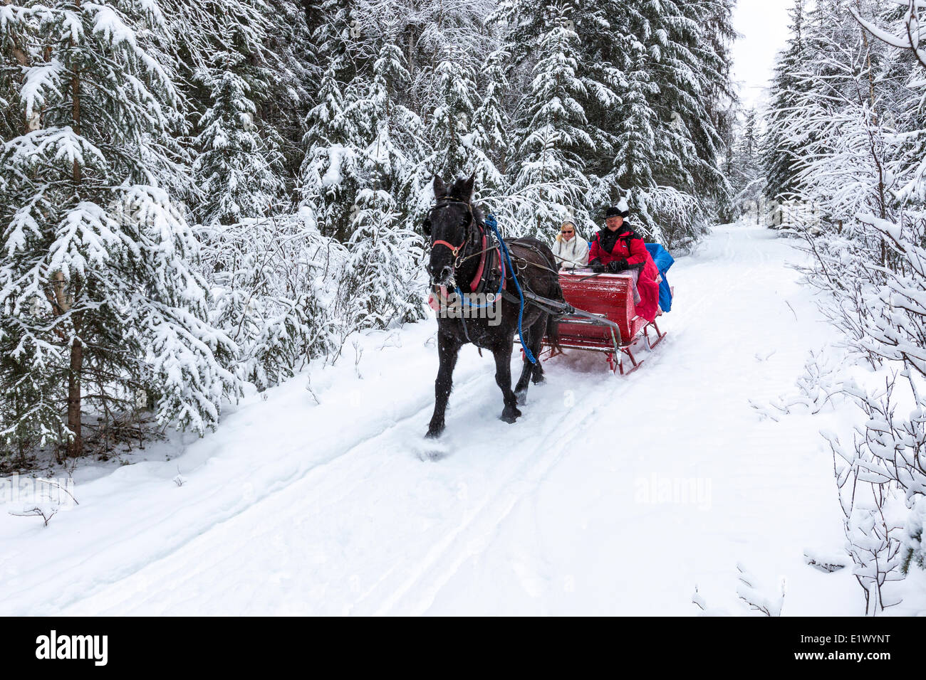 Canada, British Columbia, Cariboo Chilcotin regione, Sleigh Ride, Natale Sleigh Ride, inverno inverno Sleigh Ride, Foto Stock
