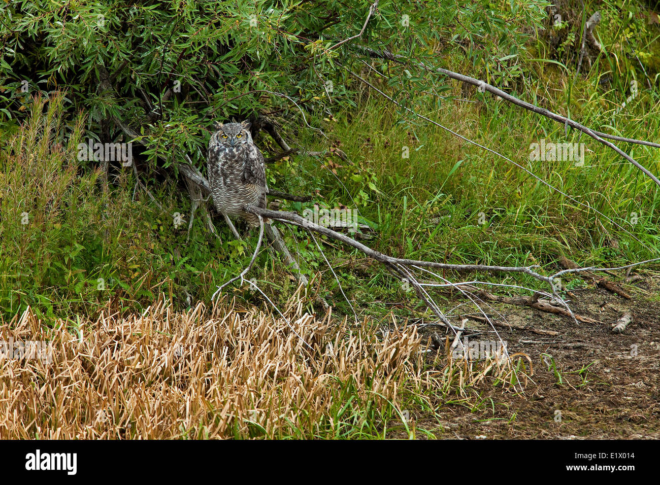 Greta cornuto Owl, bubo virginianus, appollaiato sul ramo, Alberta, Canada Foto Stock