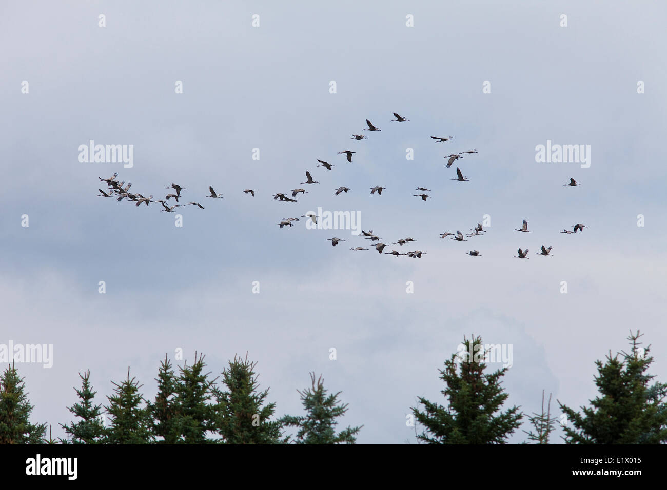 Gregge di Sandhill gru Grus canadensis, in volo, Alberta, Canada Foto Stock