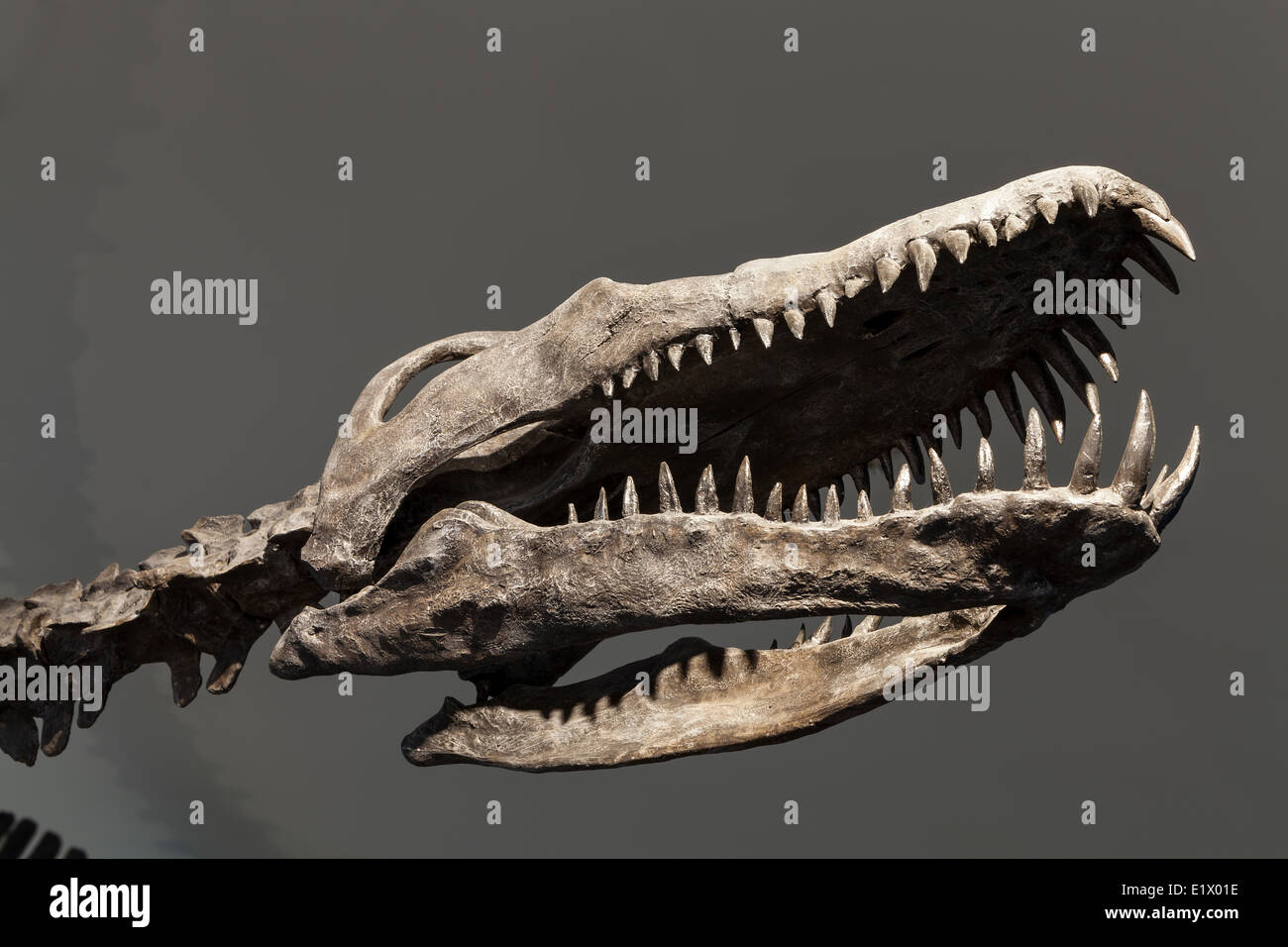 Il famoso Elasmosaur scoperto lungo le rive del fiume Puntledge in Comox Valley è una popolare attrazione turistica lungo il Foto Stock