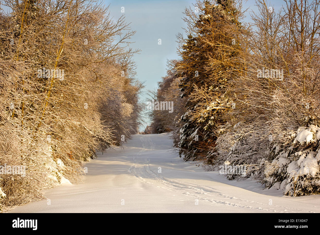 Nevicato strada coperta, Appin Road, Prince Edward Island, Canada Foto Stock