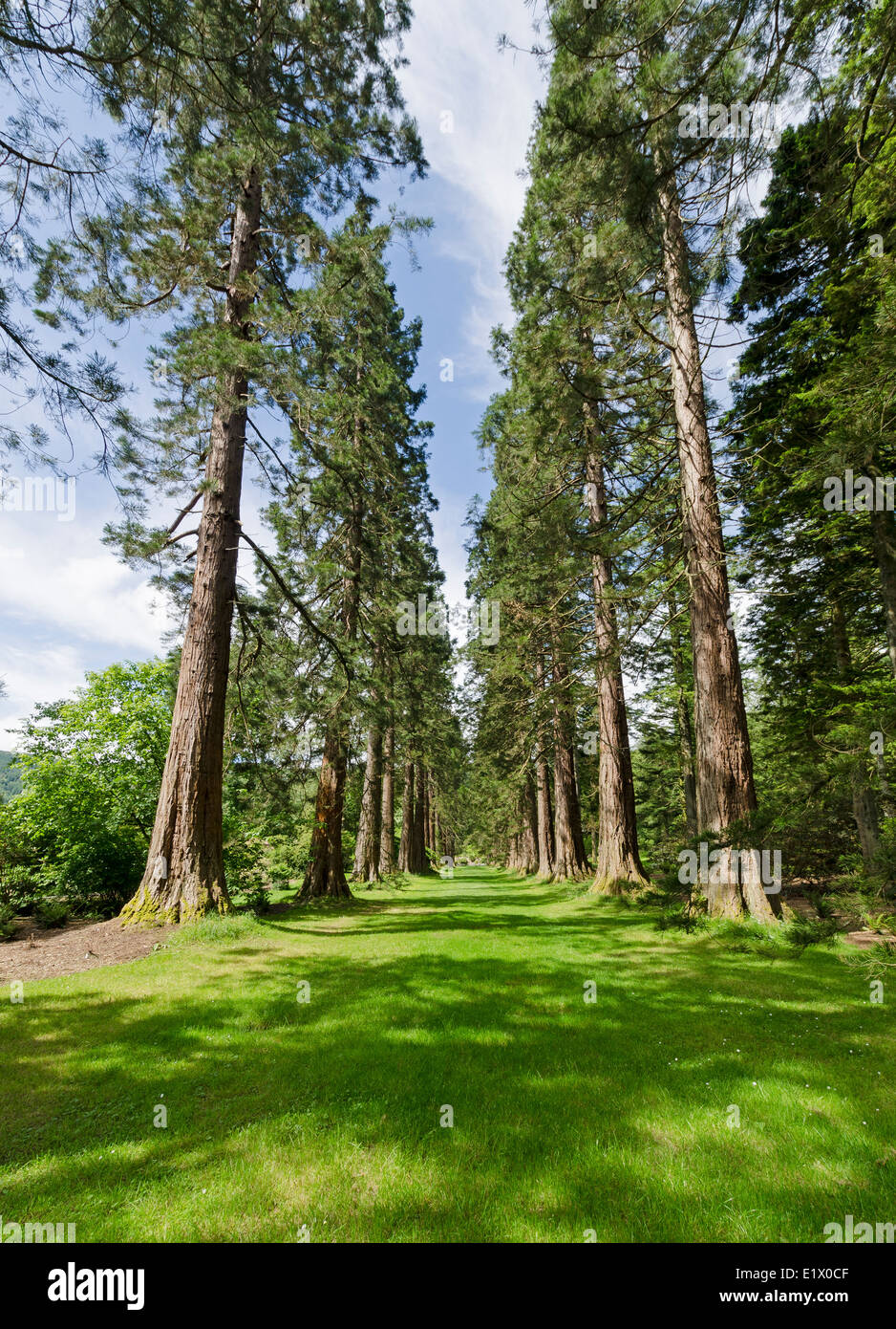 Benmore Botanic Garden redwood avenue Foto Stock