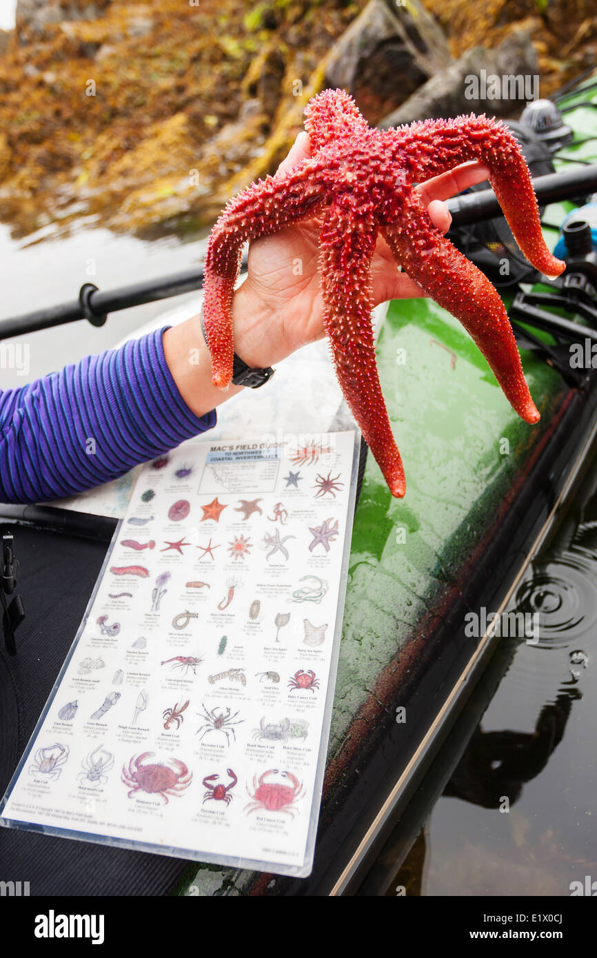 Un kayaker visualizza un colorato una stella di mare (Orthasterias koehleri) mentre esplorare intertidal nelle acque intorno a Dodd isola in Foto Stock