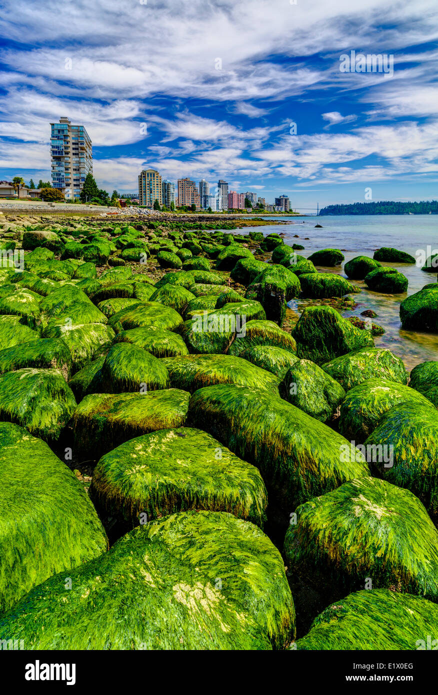 Le alghe coperto massi a Dundarave beach, West Vancouver, British Columbia, Canada Foto Stock