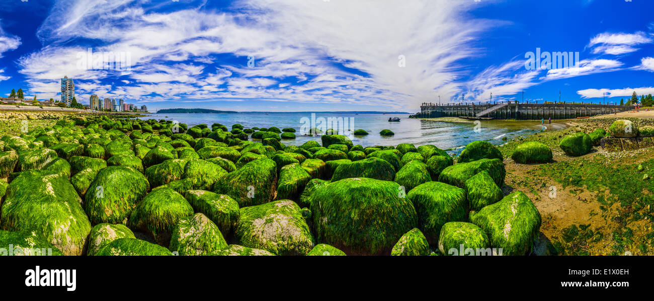 Le alghe coperto massi a Dundarave beach, West Vancouver, British Columbia, Canada Foto Stock