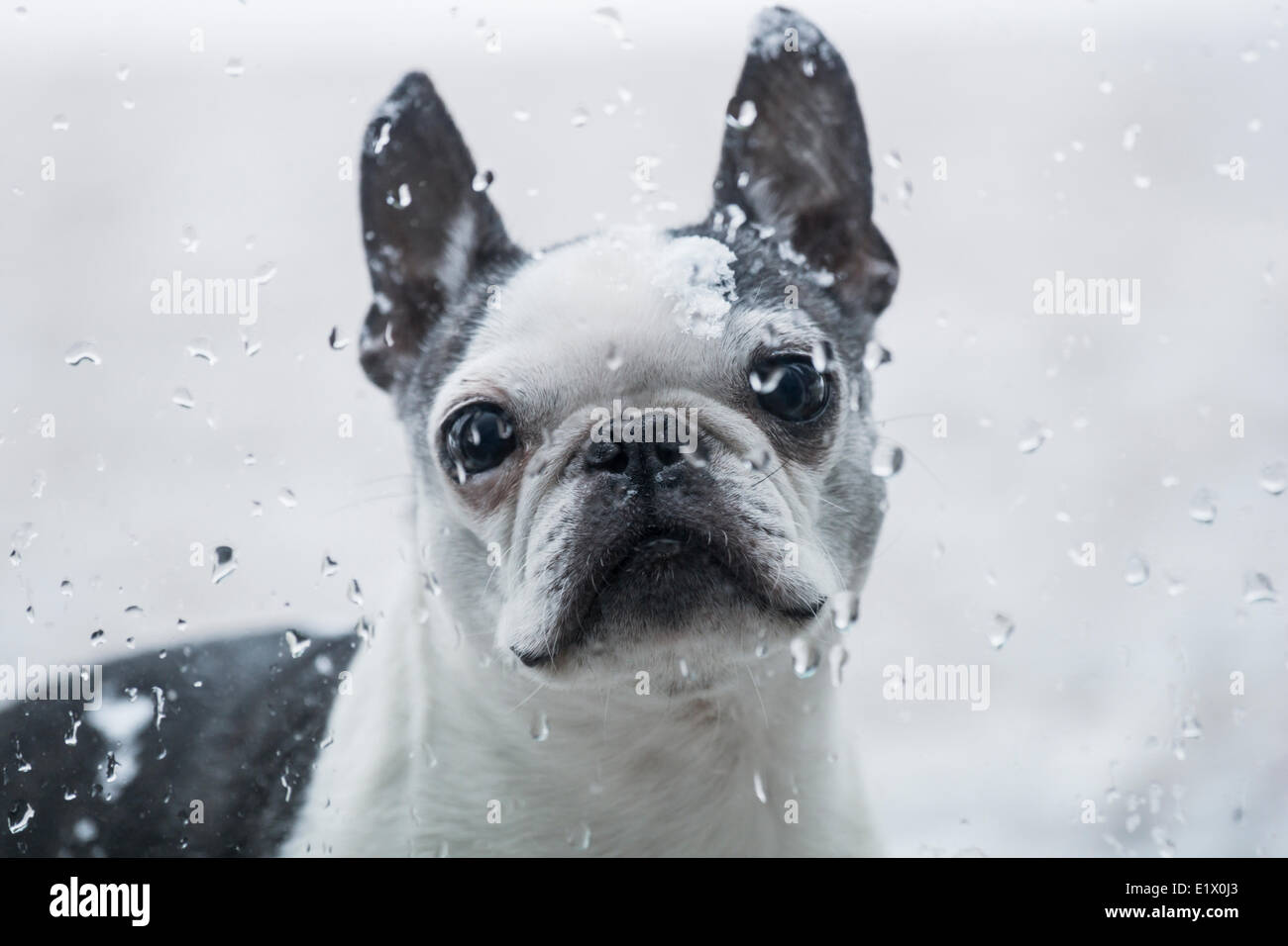 Boston Terrier esterno guardando in Foto Stock