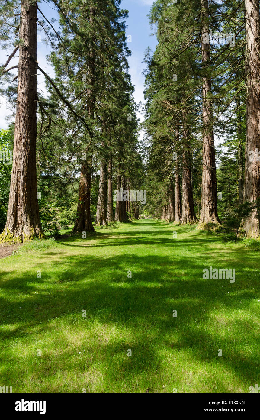 Benmore Botanic Garden redwood avenue Foto Stock