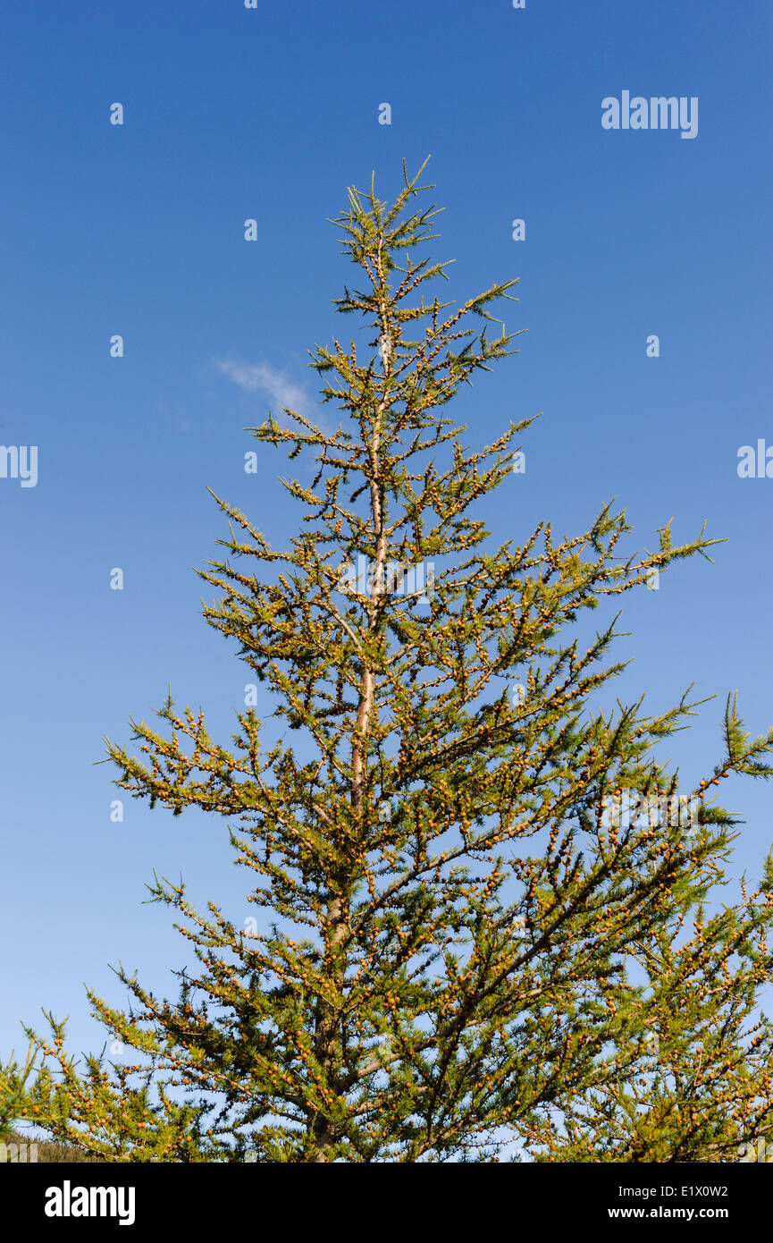 Tamarack aka eastern larice (Larix laricina) spesso chiamato "Il Ginepro" in Terranova Parco Nazionale Gros Morne Terranova in Canada Foto Stock