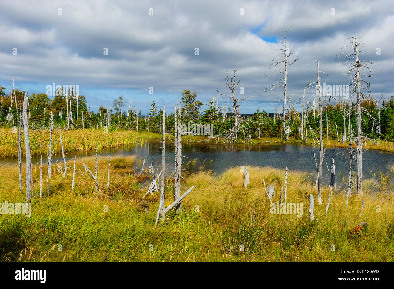 La foresta boreale scena abete rosso nero & balsamo di abete che circonda piccolo stagno. L'autunno. Parco Nazionale Gros Morne Terranova. In Canada. Foto Stock