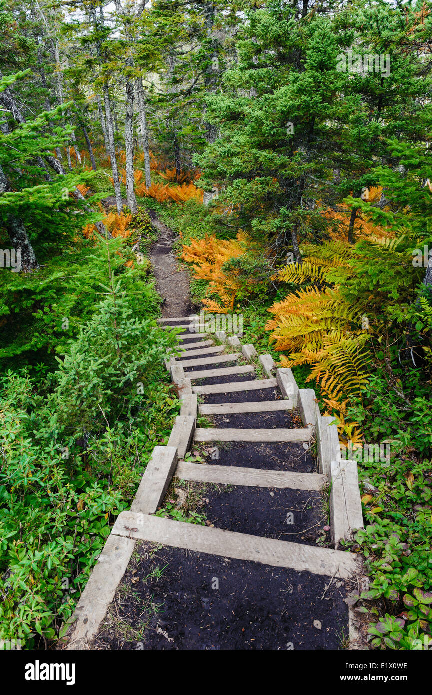 Baker's Brook sentiero si snoda attraverso la foresta boreale felci; nero abete rosso & balsamo di abeti. Parco Nazionale Gros Morne Terranova. Foto Stock
