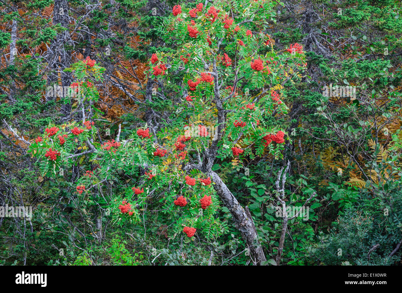Appariscente di frassino di montagna Dogberry aka (Sorbus decora) trovati nella foresta boreale del Parco Nazionale Gros Morne, Terranova. Canada Foto Stock