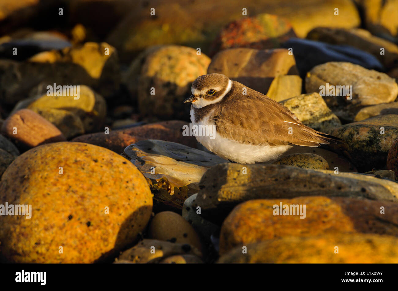 Semipalmated Plover (Charadrius semipalmatus) in inverno piumaggio lungo l'Oceano Atlantico a riva. Parco Nazionale Gros Morne Foto Stock