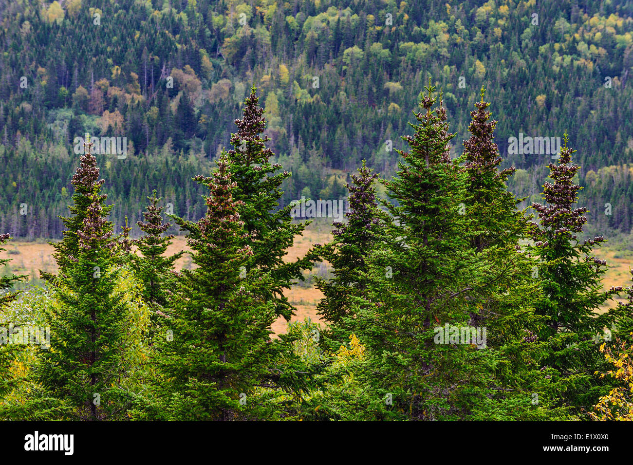 Balsam fir (Abies balsamea). Parco Nazionale Gros Morne, Terranova. In Canada. Foto Stock