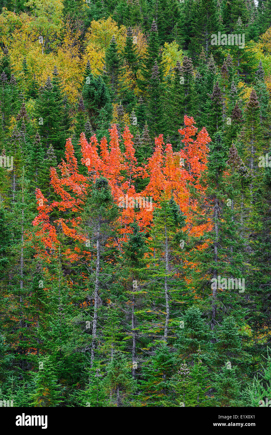 Balsamo di abete rosso, aceri e aspens. Parco Nazionale Gros Morne, Terranova. In Canada. Foto Stock
