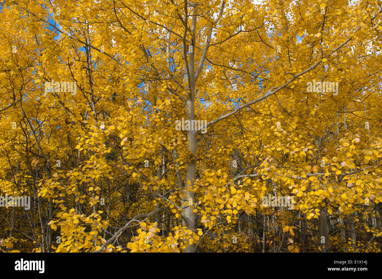 Tremore Aspen (Populus tremuloides), foglie di autunno, vicino Carcross, Yukon Territory, Canada Foto Stock