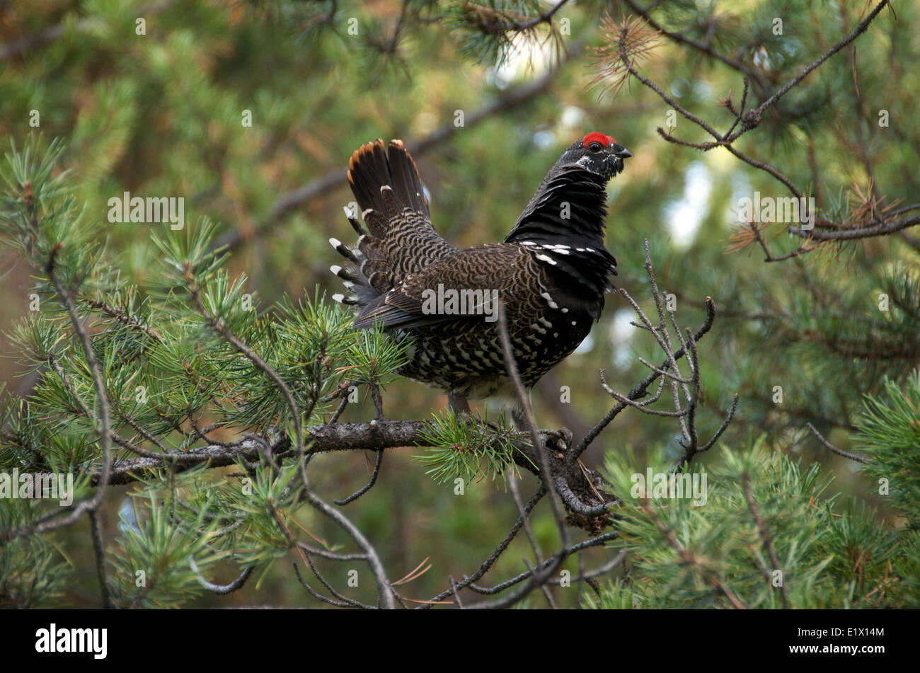 Spruce Grouse o Canada Grouse (Falcipennis canadensis) in lodgepole pine (Pinus contorta) Parco Nazionale Jasper Alberta Canada Foto Stock