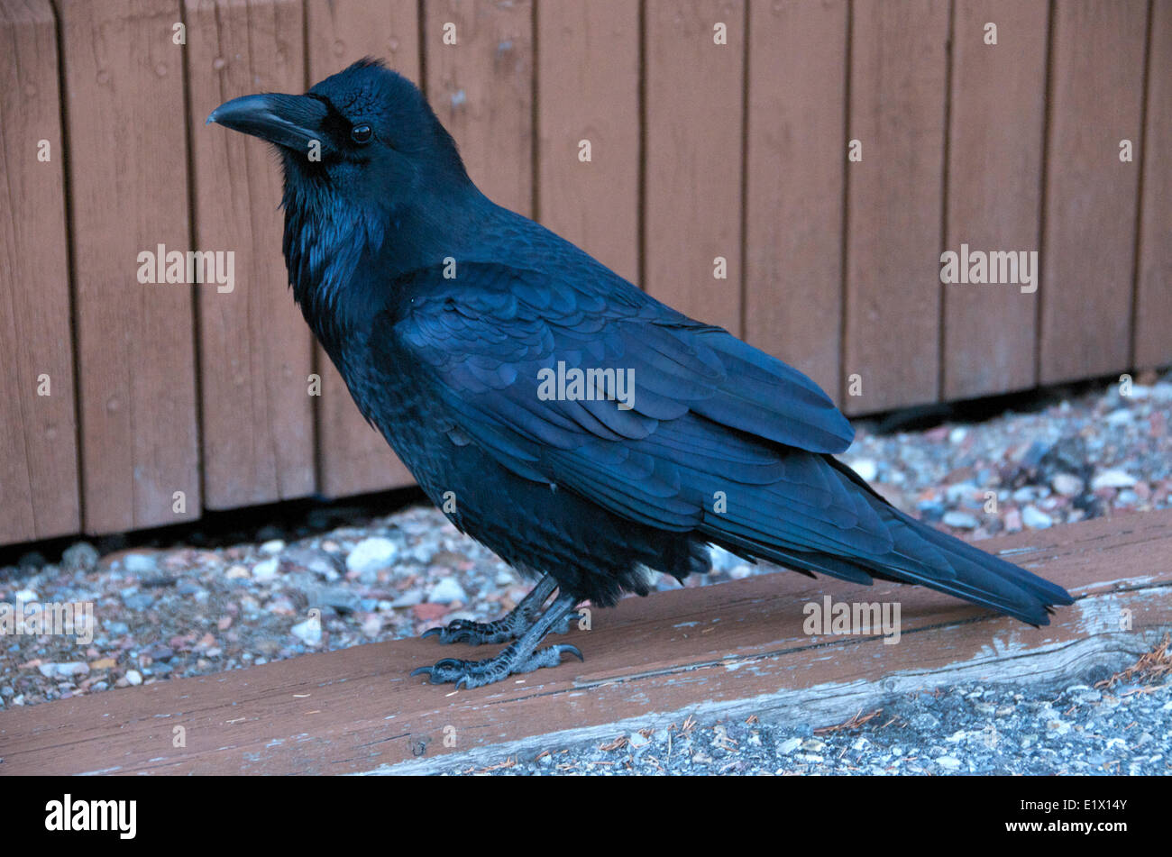 Raven comune o Northern Corvo Imperiale (Corvus corax), il Parco Nazionale di Jasper, Alberta, Canada Foto Stock