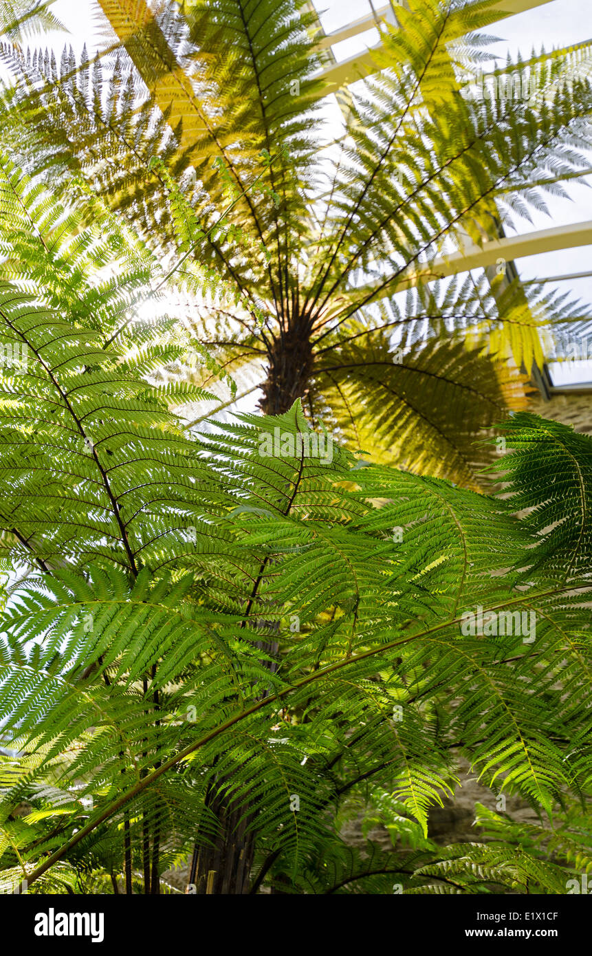 Benmore Botanic Garden vittoriano ristrutturato fernery Foto Stock
