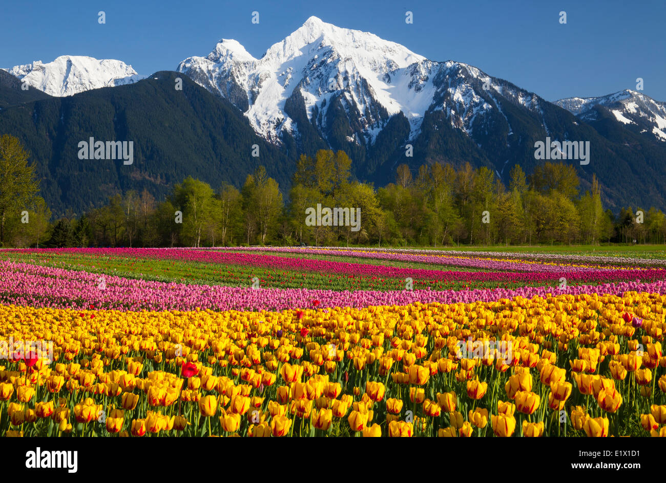 Campi di tulipani in fiore, Fraser Valley, BC, Mt Cheam dietro Foto Stock