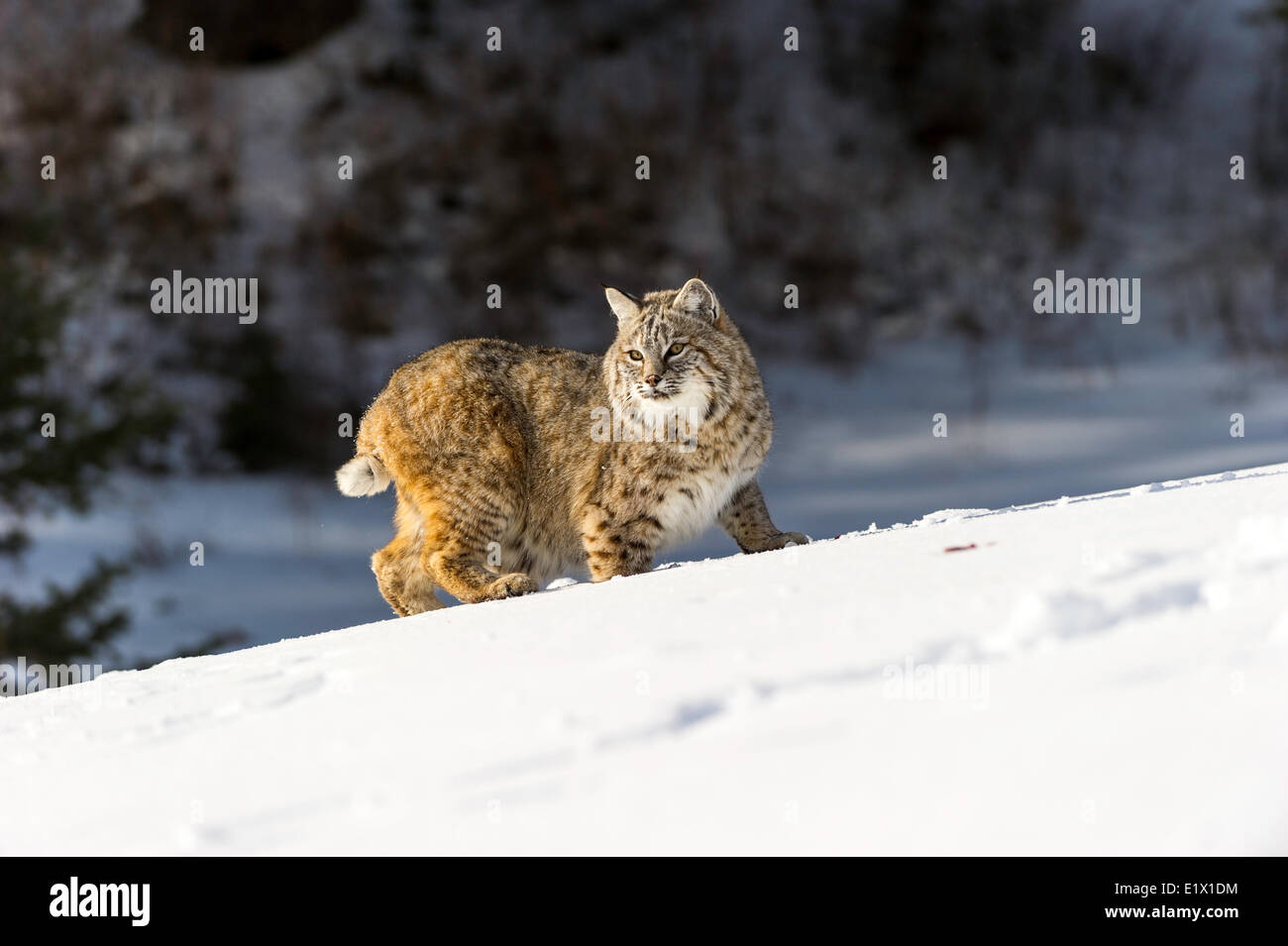 Captive giovani Bobcat (Lynx rufus) nel tardo inverno montagna habitat di Bozeman, Montana, USA Foto Stock