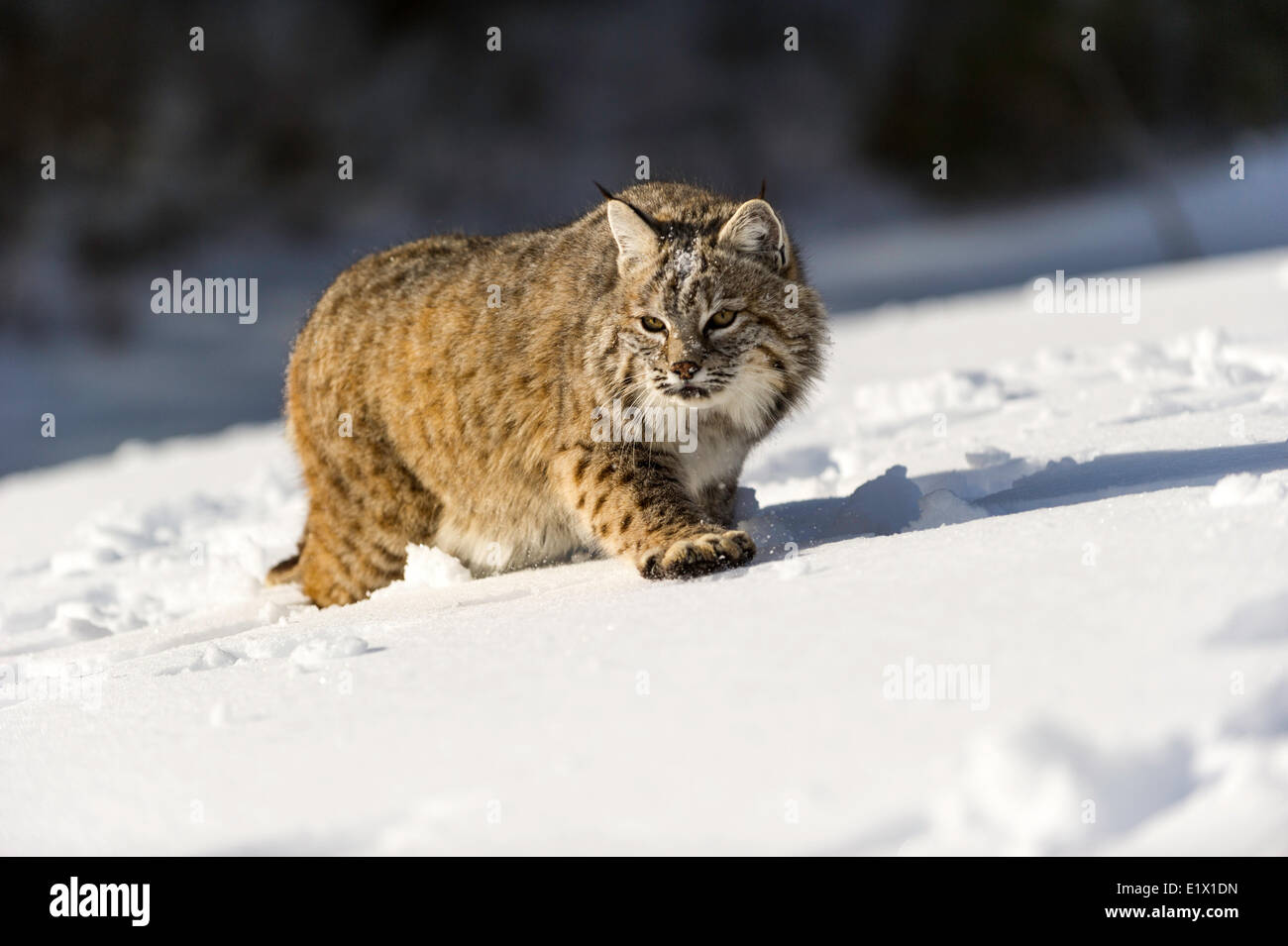 Captive giovani Bobcat (Lynx rufus) nel tardo inverno montagna habitat di Bozeman, Montana, USA Foto Stock