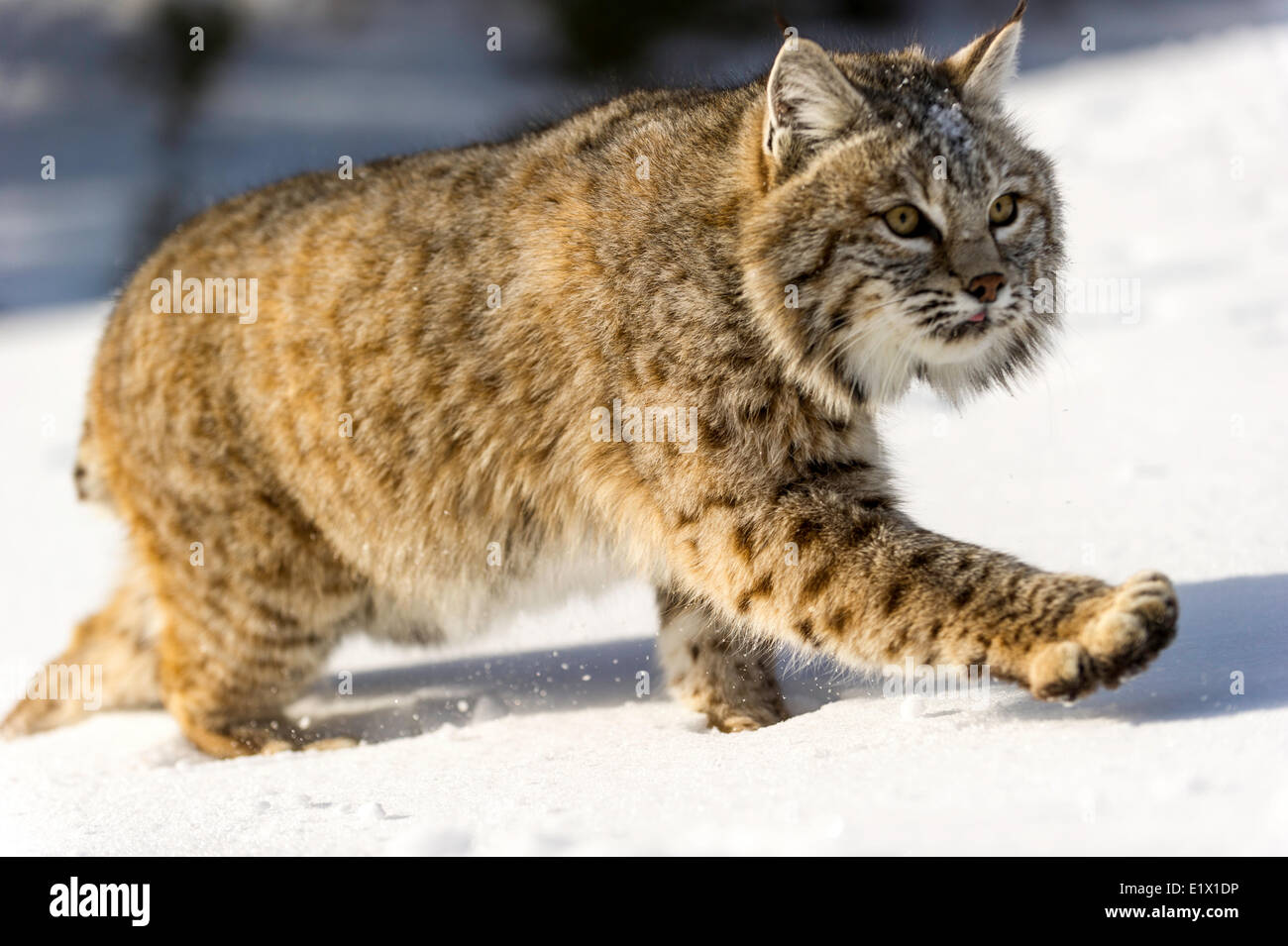 Captive giovani Bobcat (Lynx rufus) nel tardo inverno montagna habitat di Bozeman, Montana, USA Foto Stock