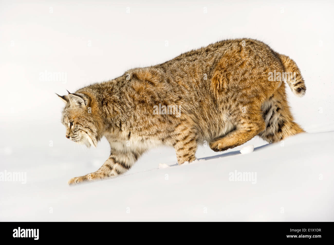 Captive giovani Bobcat (Lynx rufus) nel tardo inverno montagna habitat di Bozeman, Montana, USA Foto Stock