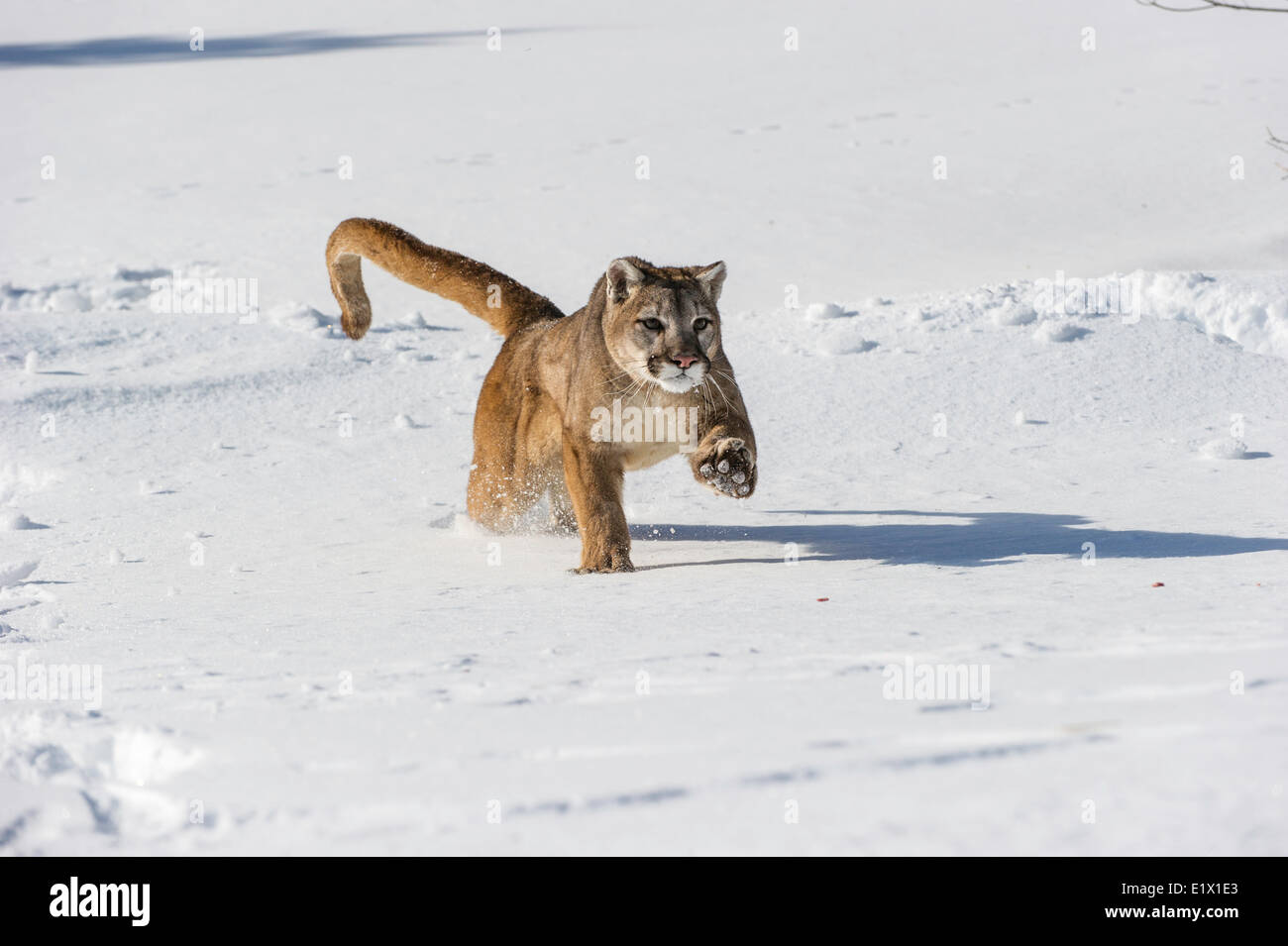 Captive Mountain Lion (Puma concolor couguar) nella neve Bozeman, Montana, USA Foto Stock