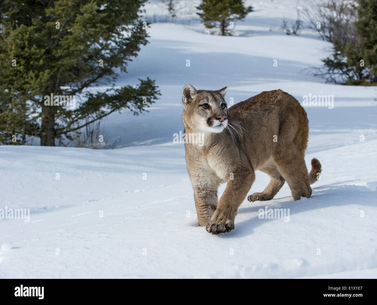 Captive Mountain Lion (Puma concolor couguar) nella neve Bozeman, Montana, USA Foto Stock