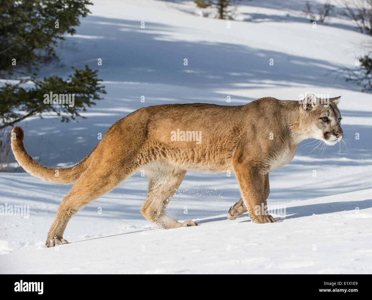 Captive Mountain Lion (Puma concolor couguar) nella neve Bozeman, Montana, USA Foto Stock