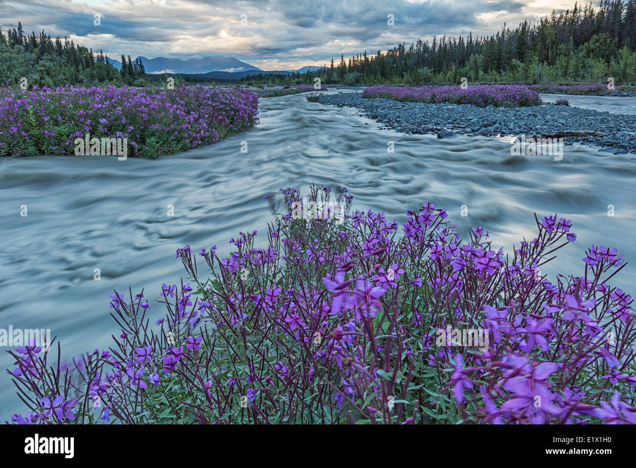 Fireweed (Chamerion angustifolium) linea Quill Creek lungo la Haines Highway. Foto Stock