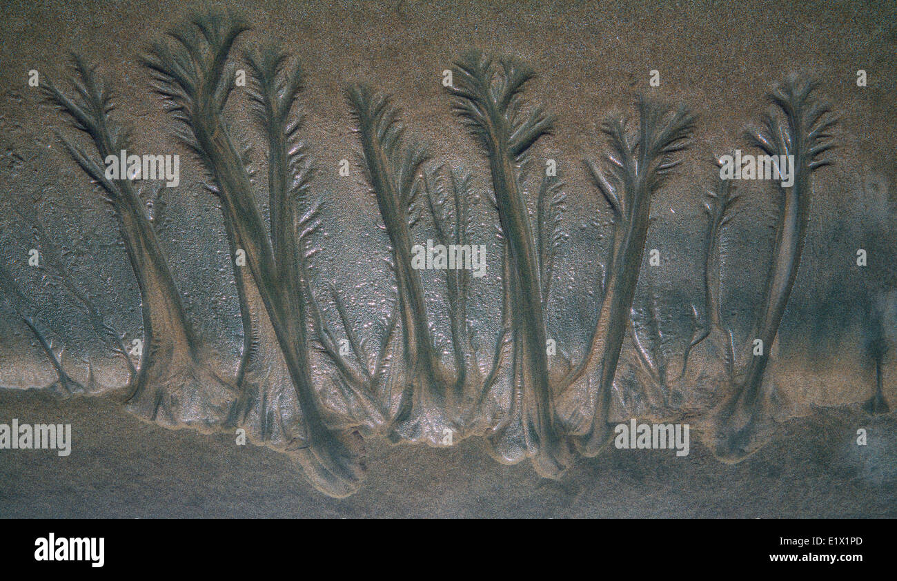 Modelli per la sabbia in forma di alberi di sabbia sulla spiaggia della Baia di Florencia, Pacific Rim National Park, BC, Canada. Foto Stock