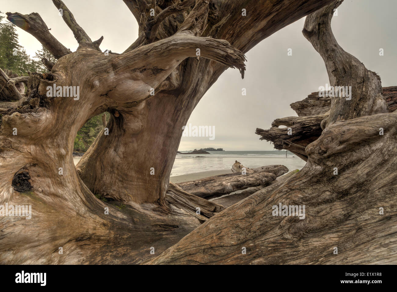 Guardando attraverso un grande albero che ha lavato fino sulle rive della Baia di Florencia Pacific Rim Parco Nazionale della Columbia britannica in Canada. Foto Stock