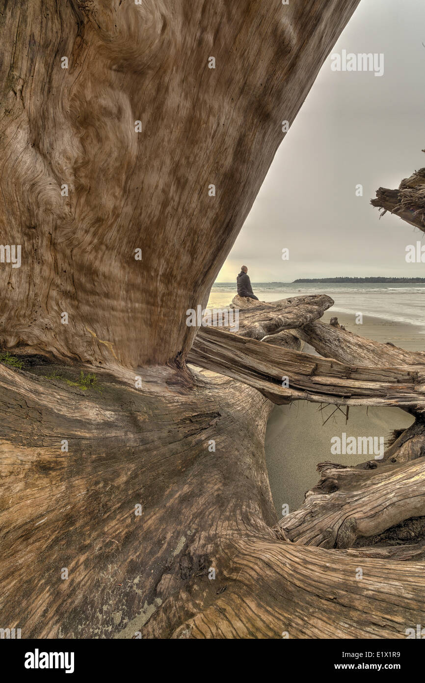 Guardando attraverso un grande albero che ha lavato fino sulle rive della Baia di Florencia, Pacific Rim National Park, British Columbia, Ca Foto Stock