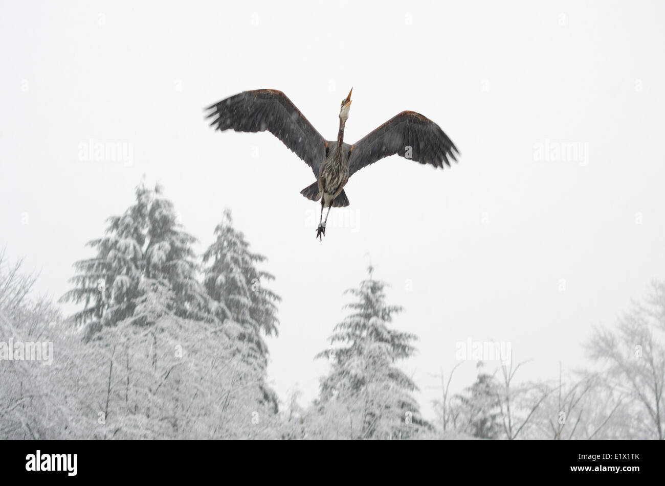 Airone blu, Ardea Erodiade, battenti durante una tempesta di neve in British Columbia, Canada. Foto Stock