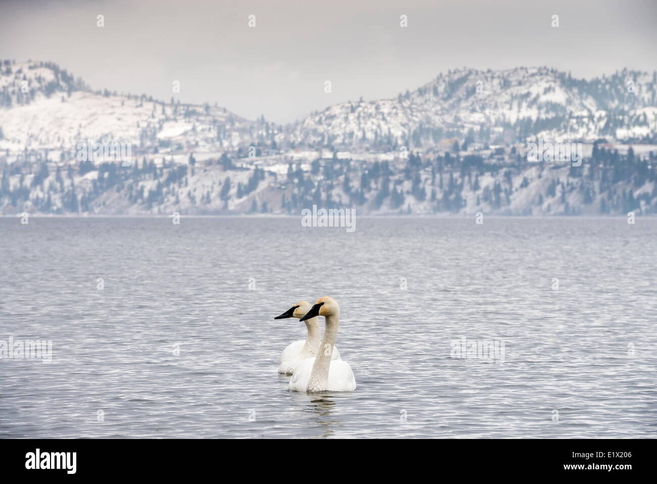 Due Trumpeter cigni, Cygnus buccinatore, sul Lago Skaha a Penticton, British Columbia, Canada. Foto Stock