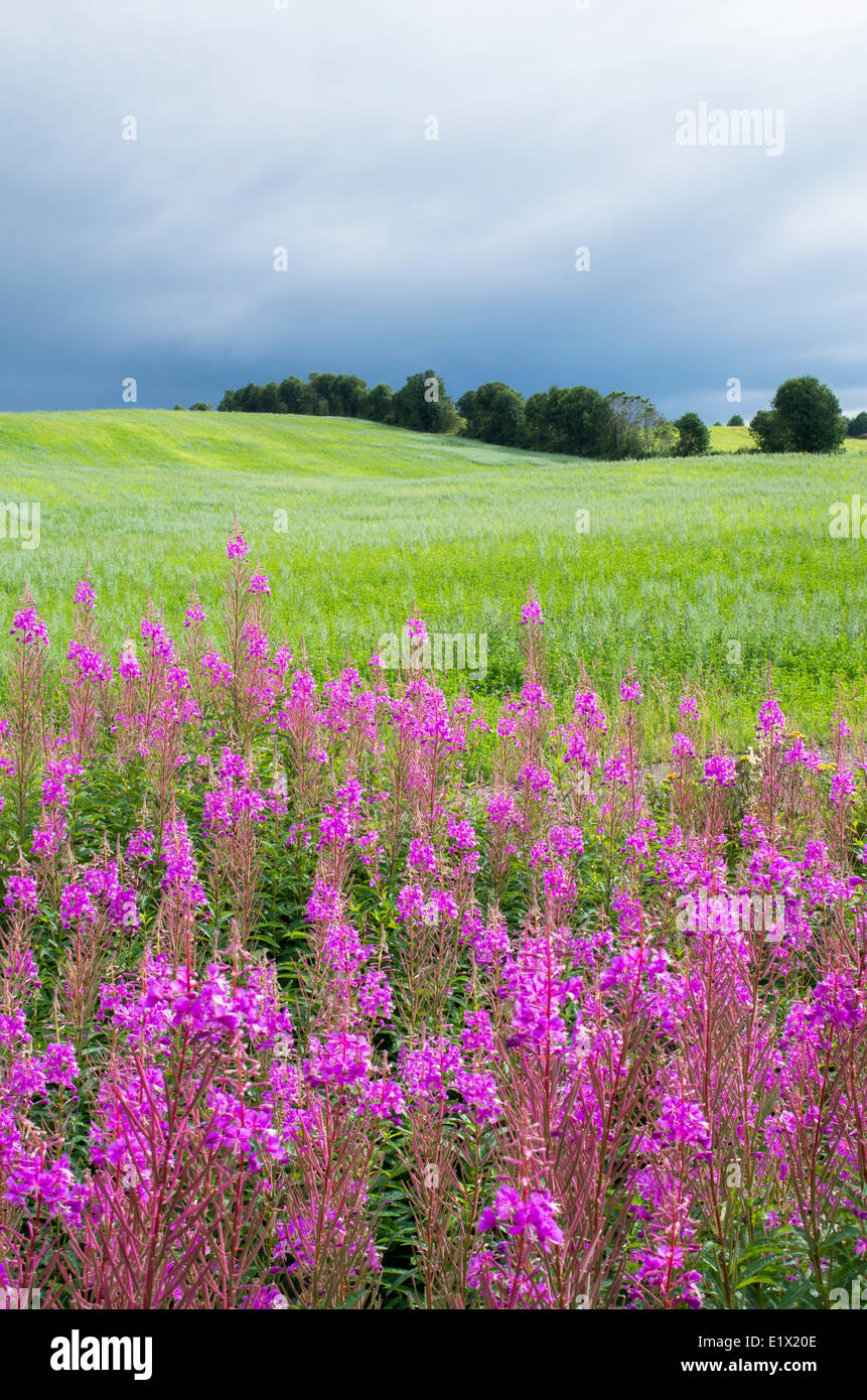 Nuvole temporalesche sopra fireweed fiori, Chamerion angustifolium, nella parte orientale del Québec in Canada. Foto Stock