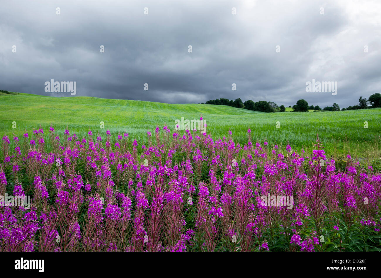 Nuvole temporalesche sopra fireweed fiori, Chamerion angustifolium, nella parte orientale del Québec in Canada. Foto Stock