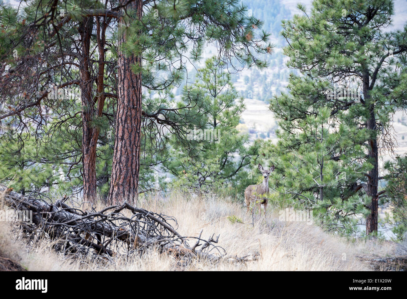 White-tailed deer, Odocoileus virginianus, fino una montagna in Penticton, British Columbia, Canada Foto Stock