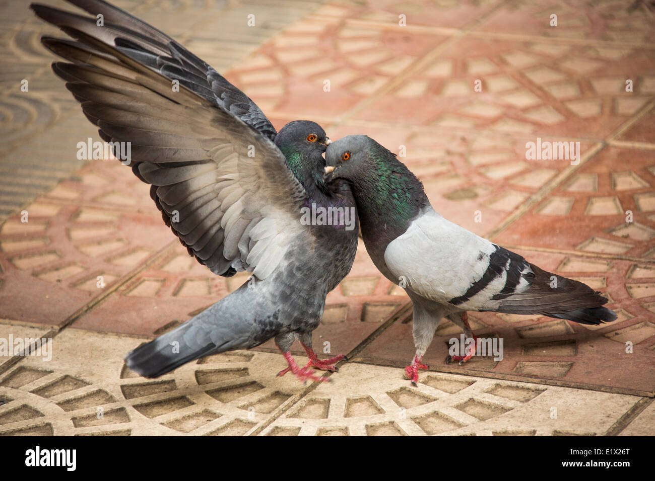 Piccioni scontri nella città plaza di Cochabamba Bolivia. Foto Stock