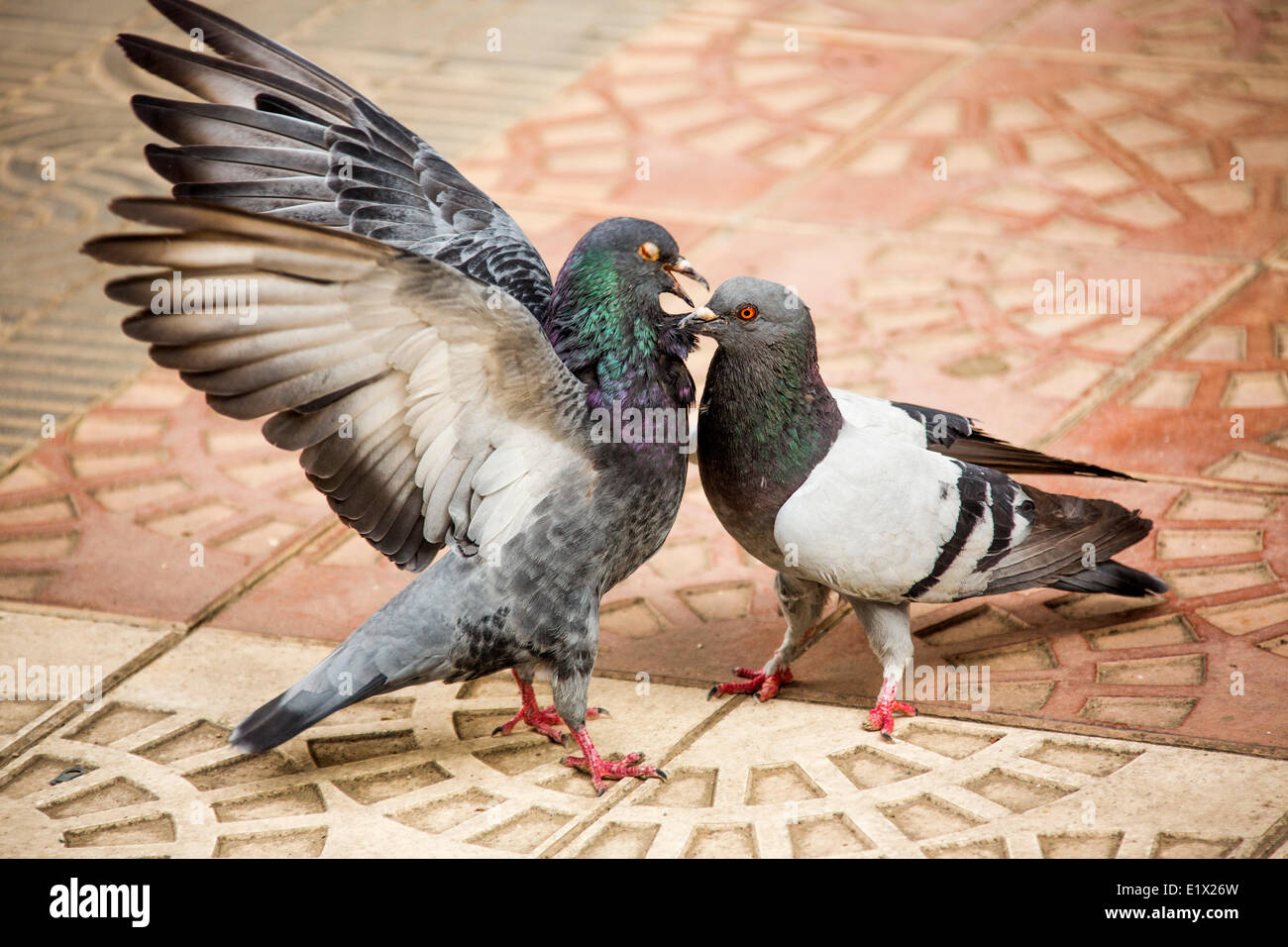 Piccioni scontri nella città plaza di Cochabamba Bolivia Foto Stock