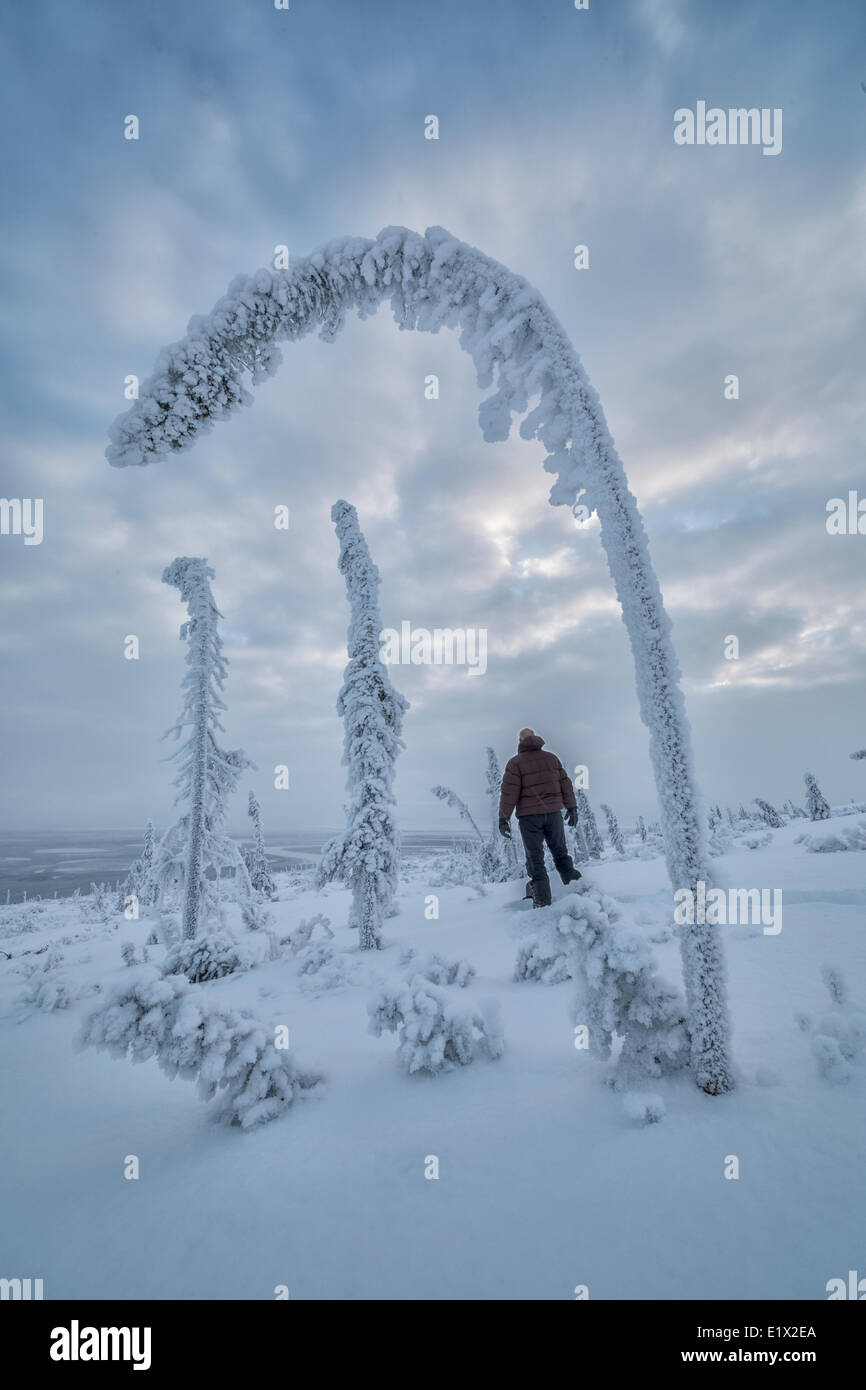 Persona in piedi nella neve incorniciato da neve alberi ladened, Old Crow, Yukon. Foto Stock