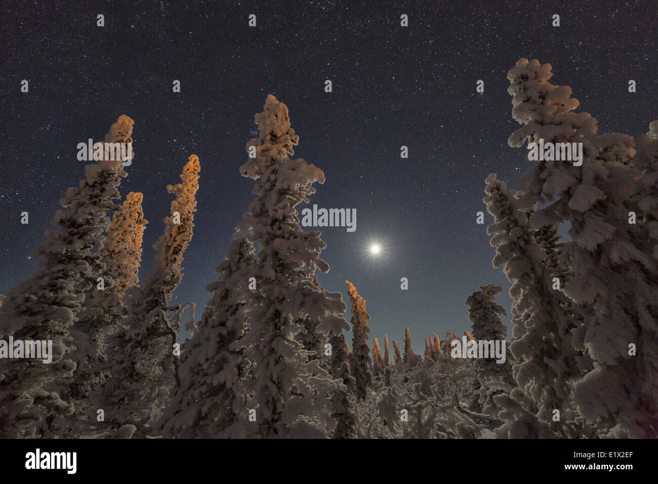 Coperta di neve alberi e il cielo illuminato dalla luna in Yukon settentrionale, Old Crow, Yukon. Foto Stock