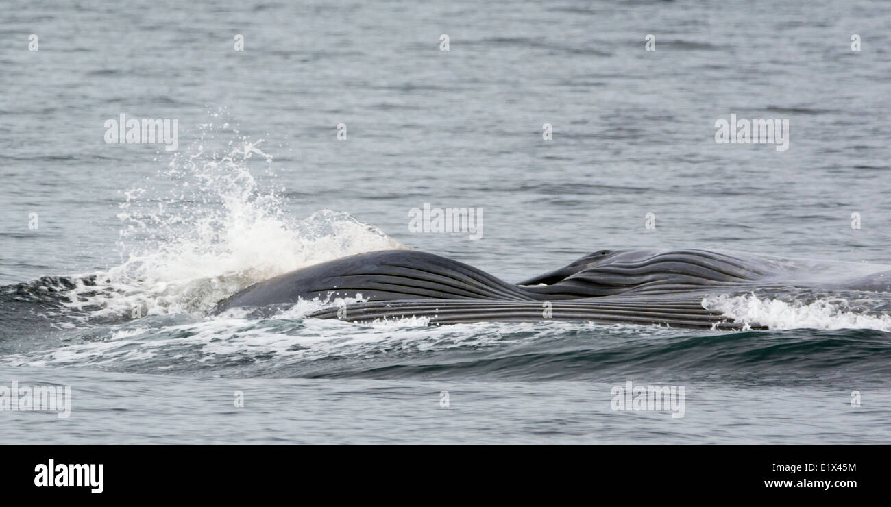 Alimentazione di balena blu (Balaenoptera musculus) occhio e custodia di gola, Mare di Cortez, Baja, Messico Foto Stock