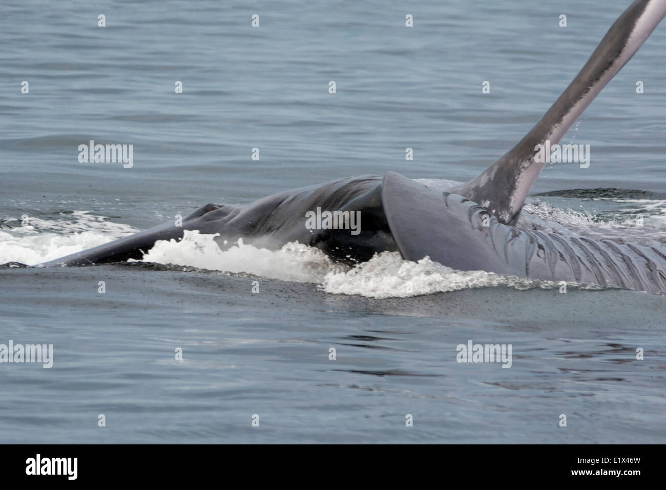 Balena Blu occhio, Fluke e custodia di gola, Mare di Cortez, Baja, Messico Foto Stock